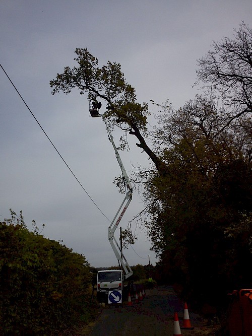 road side tree dismantle bury st edmunds