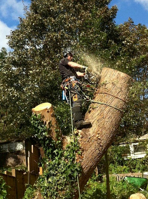 Tree Dismantle from storm damage.