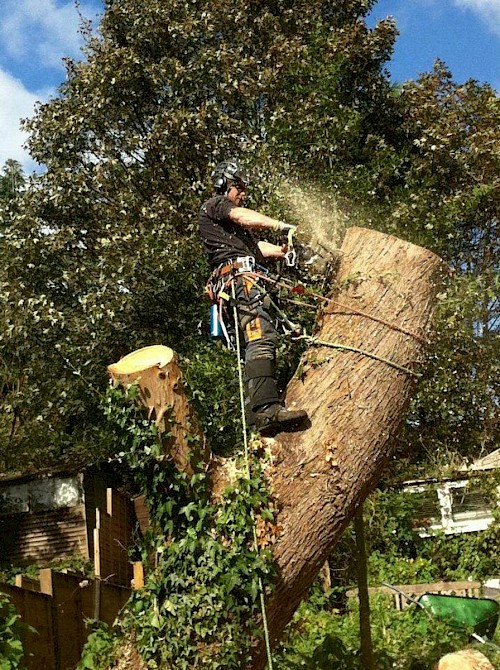 Tree Dismantle Bury st edmunds