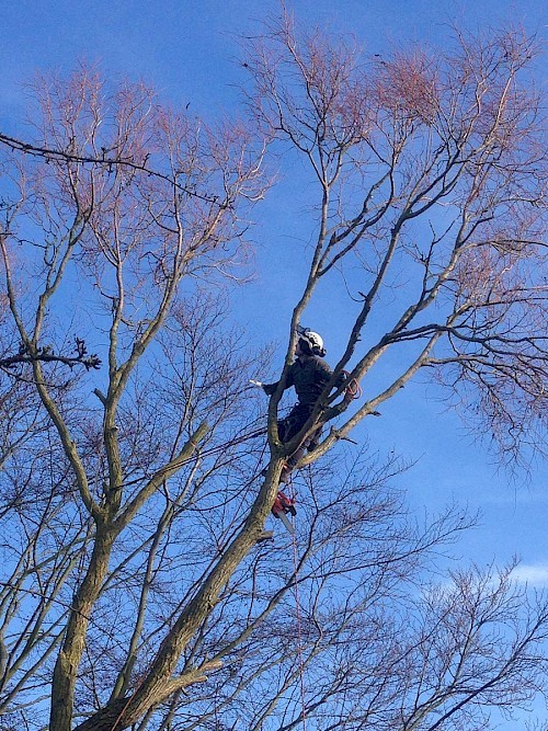 Tree removal bury st edmunds