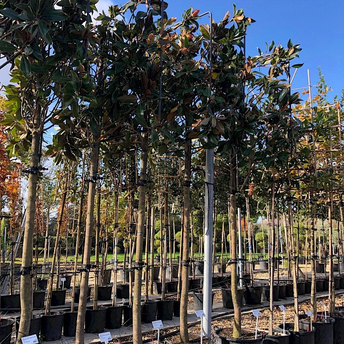 Currently Out of Stock - Magnolia Grandiflora. Gallisoniensis